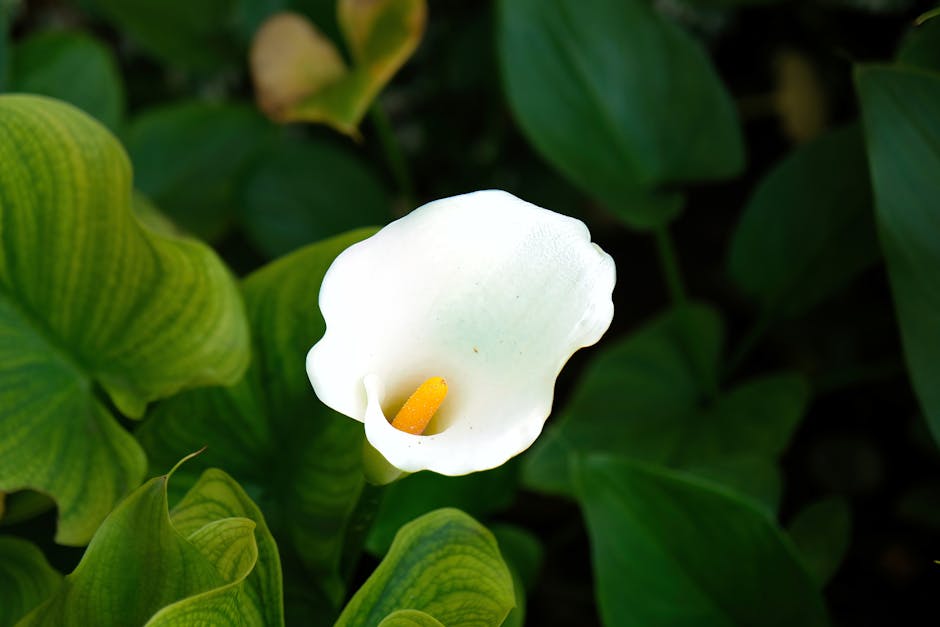 Comparativo lado a lado: uma