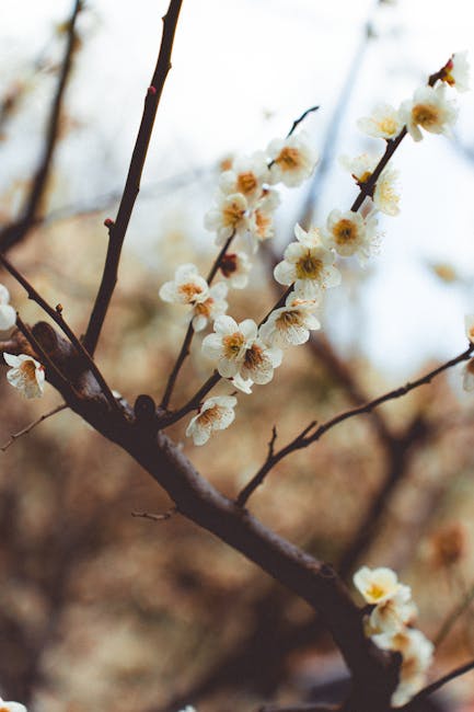 Um close-up de um NPC