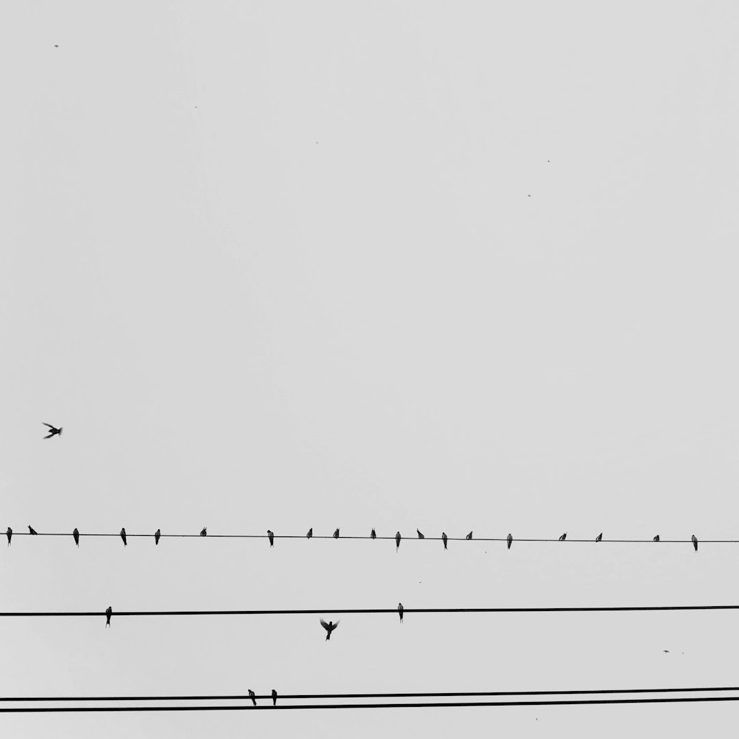 a flock of birds sitting on top of power lines