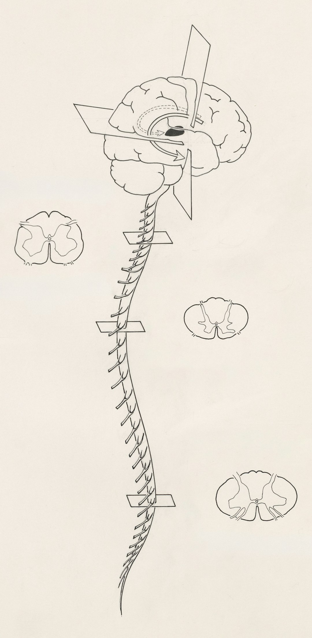 a black and white drawing of a spiral of life