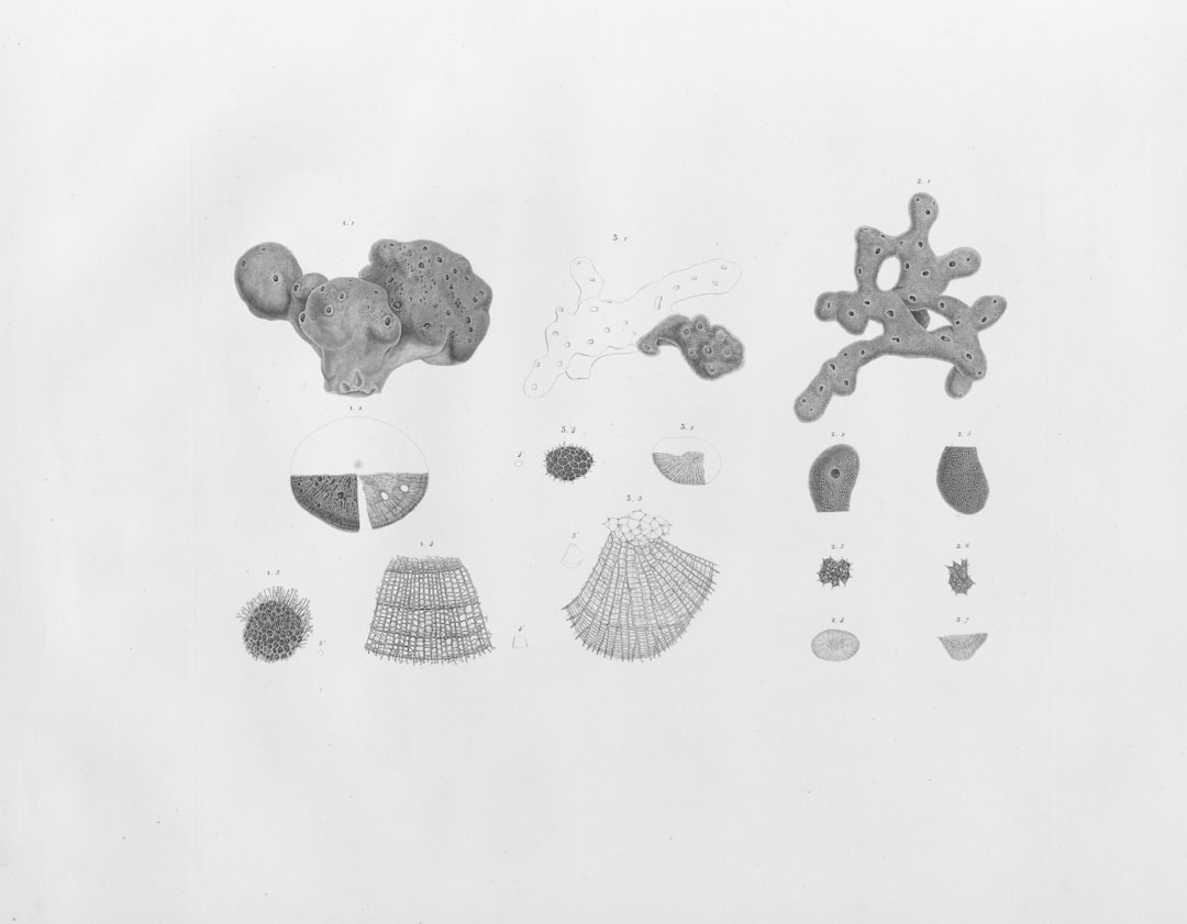 Collection of various natural objects and fossils