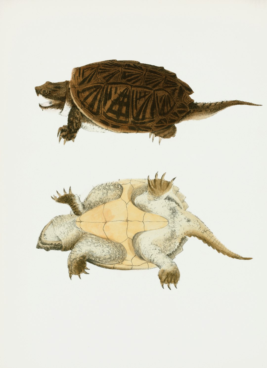 Two illustrations of a snapping turtle, top and bottom views.