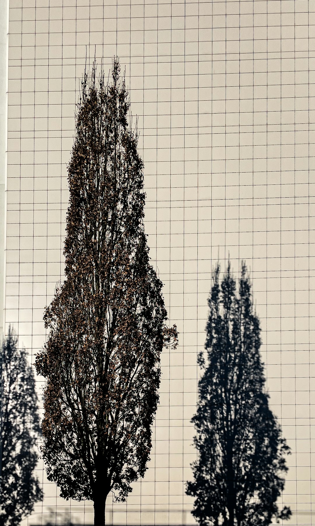 Tall trees silhouetted against a grid background.
