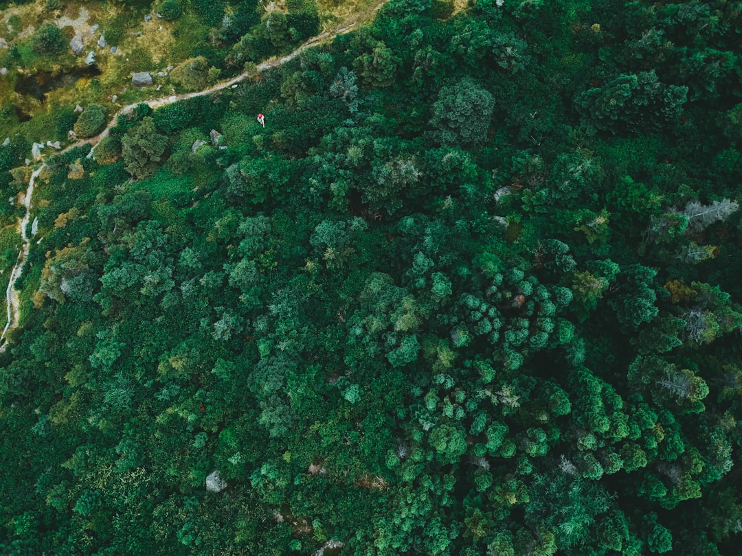 aerial view of green trees during daytime