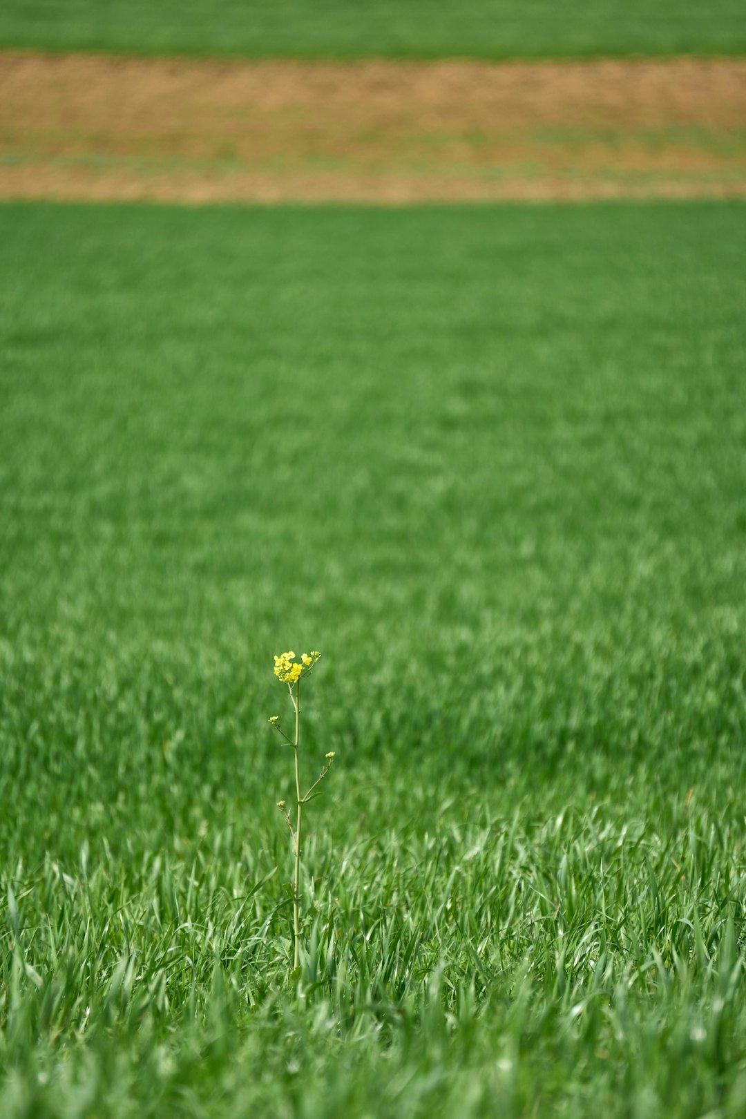 a lone yellow flower in the middle of a green field