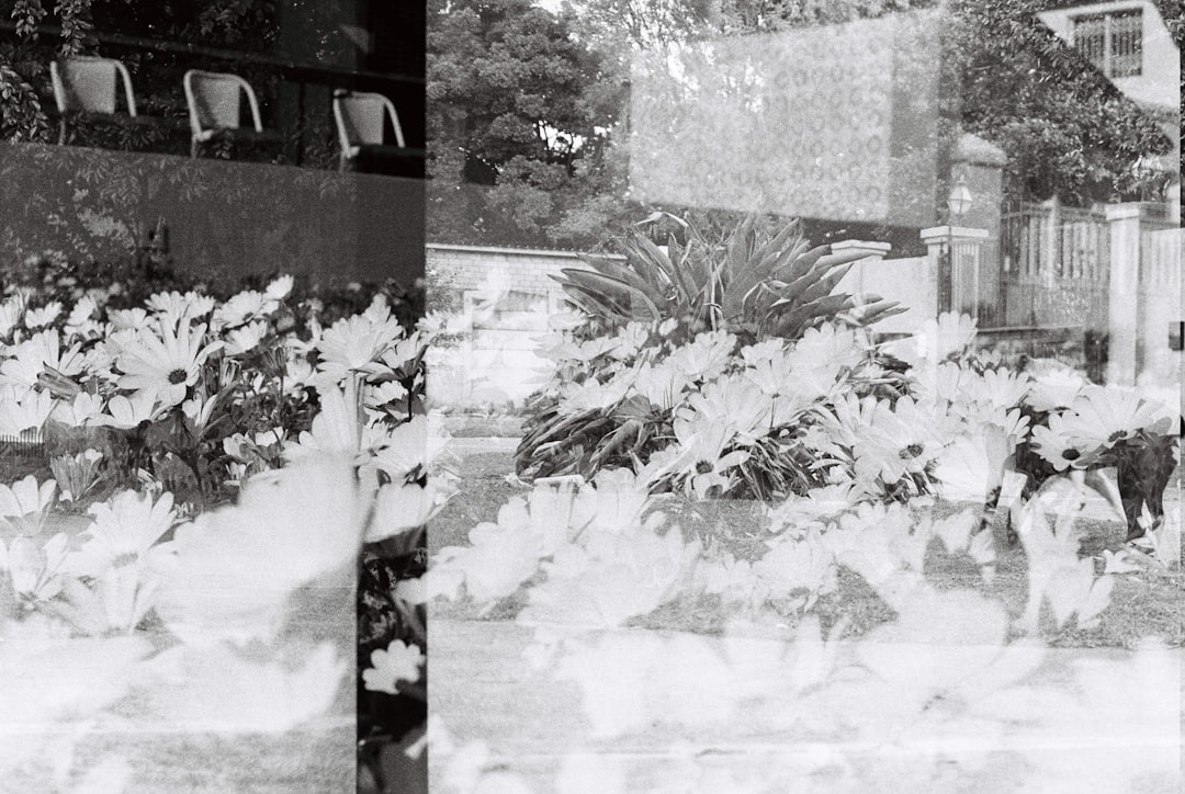 A black and white photo of flowers in a garden